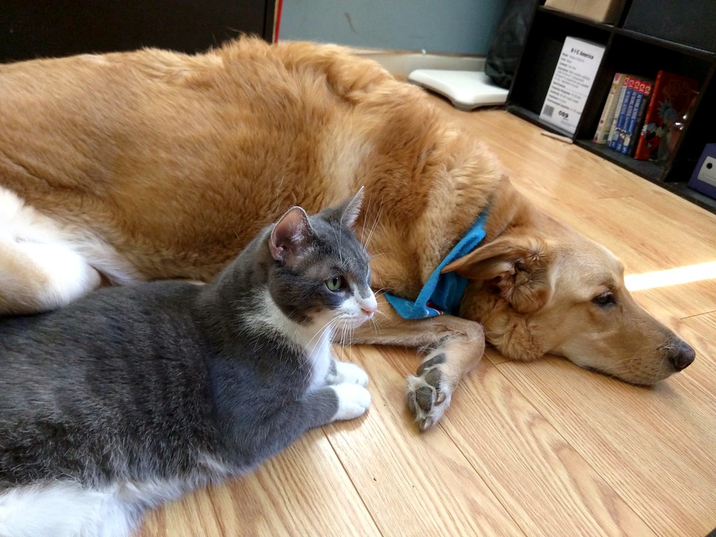 Cats And Dogs Living Together petfinder