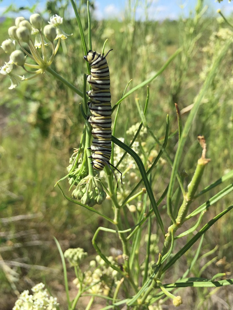 Monarch Caterpillar in New Mexico Photo by Megan Goyette/U… Flickr