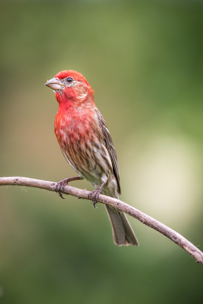 Elevation of St Cir, Schriever, LA, USA Topographic Map