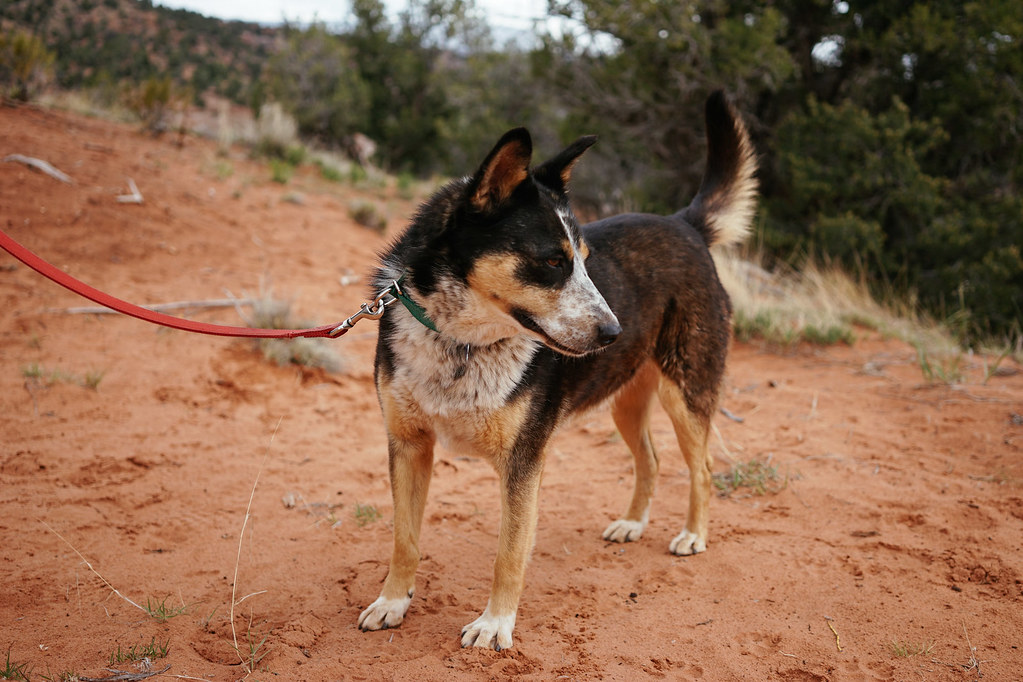 Best Friends Animal Society Jinx Best Friends Animal Soc… Flickr