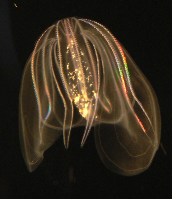 comb jelly Comb jelly from the Monterey Bay Aquarium. Jennifer
