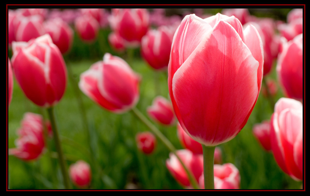 tulips Tulips taken at ELizabeth Park, Hartford, CT. Sprin… Flickr