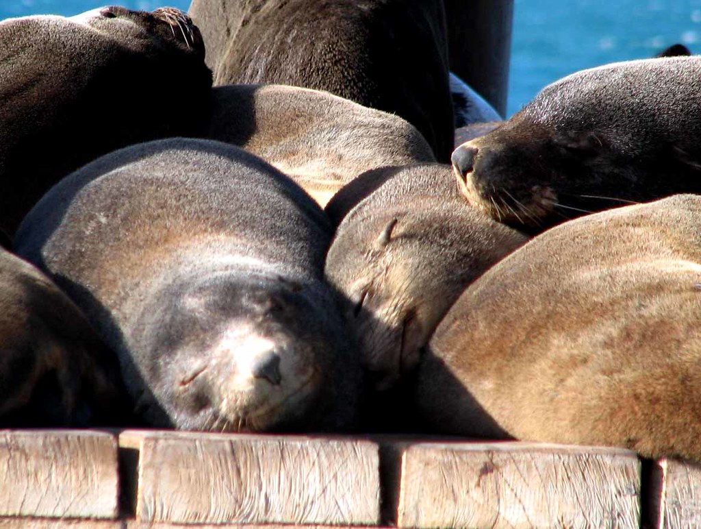 Seals every where Aren't they cute? Queenscliff, Victoria,… Flickr