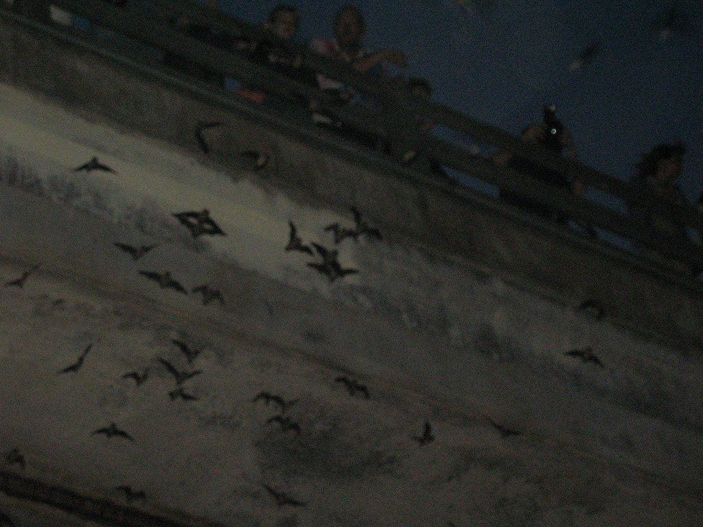 Austin Bats at Dusk 36 Bats at Dusk Austin, TX Flickr
