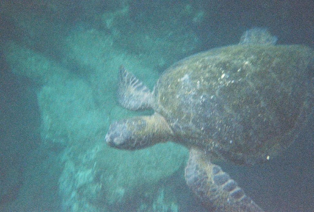 Galapagos Green Turtle RK & Tina Flickr