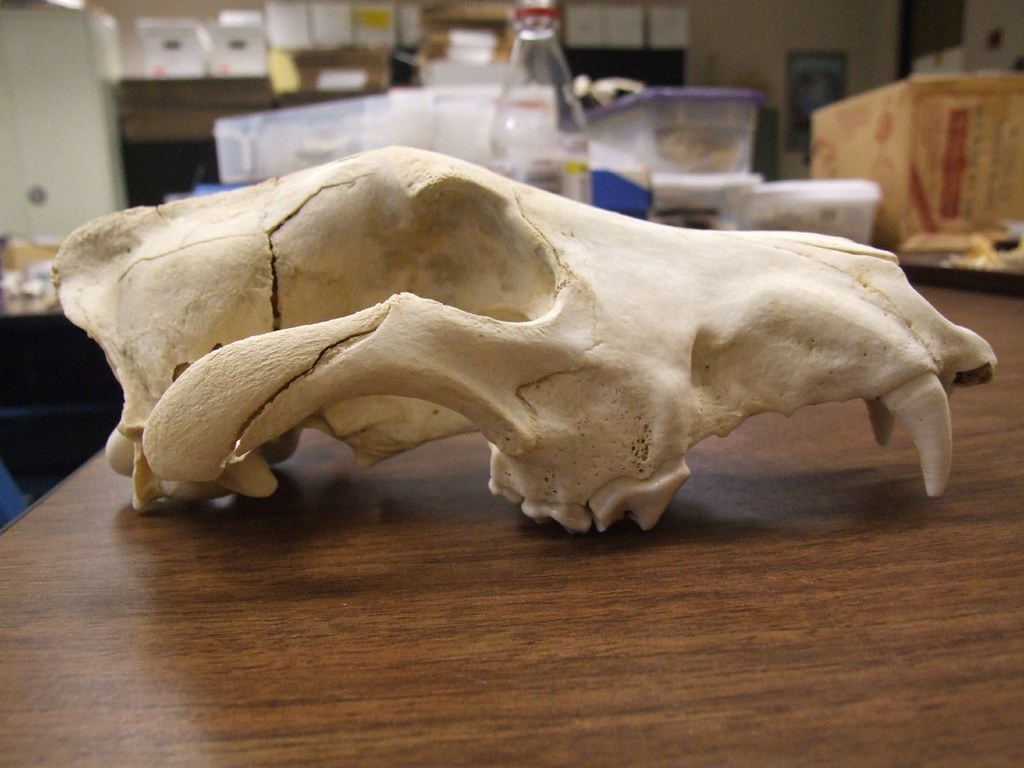 Wolf Skull Here is a fully lateral view of the wolf skull.… Flickr
