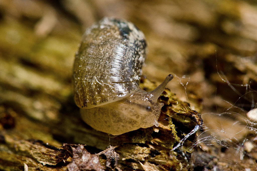 Snail 2 Slug in Fort Snelling State Park in Minnesota. Christa R