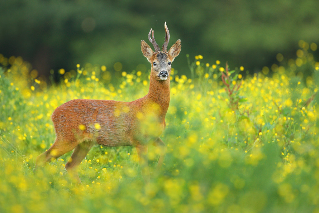 Roe Deer in Buttercup Meadow I've been photographing Roe d… Flickr