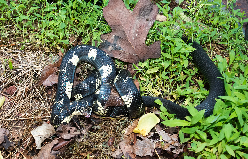 Eastern Kingsnake vs Black Racer cre8foru2009 Flickr