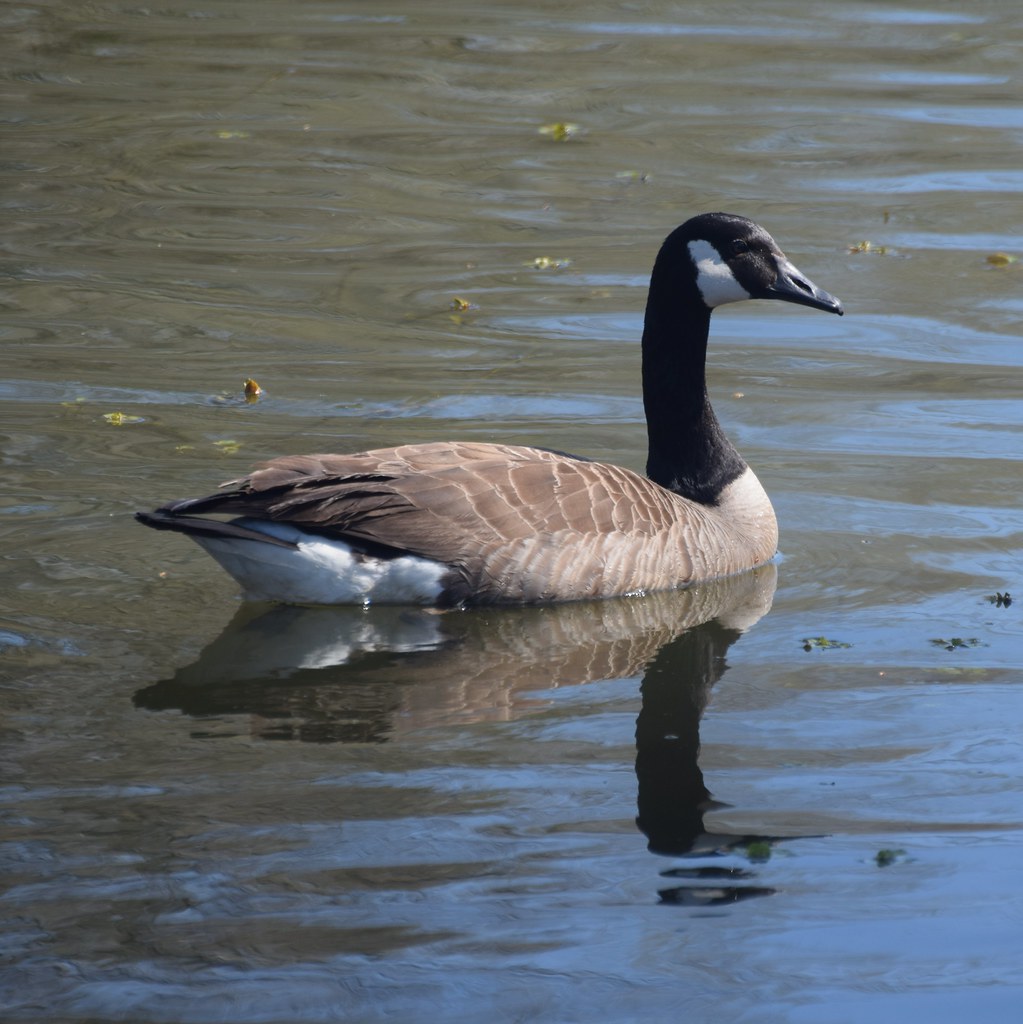 Canadian Goose This one followed me around the pond I gu… Flickr