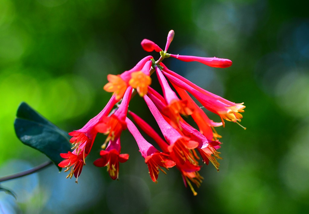 Coral Honeysuckle 3 John W East AU58 Flickr
