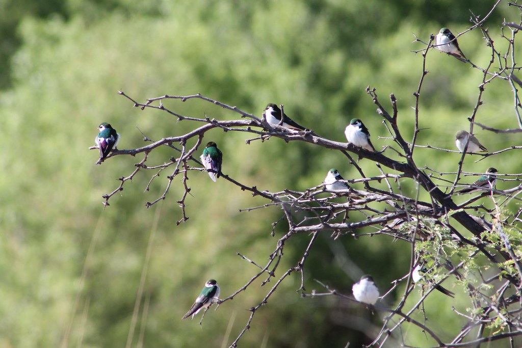 Violetgreen Swallows Beasley Flat Camp Verde, AZ Flickr