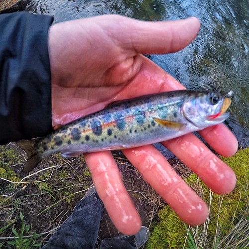 Trout whisperer 🎣 • • • gopro hero4 hero4silver pnw … Flickr