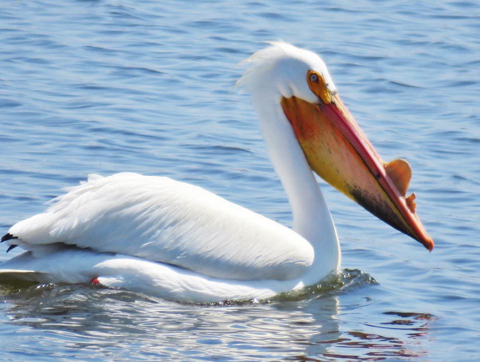 American White Pelican American white pelicans grow a "kee… Flickr