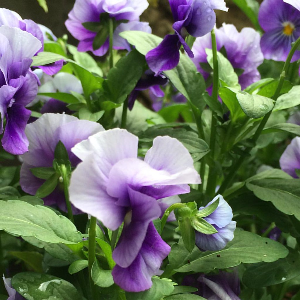 Summer Blooms. Pansies. summer summertime summerblooms … Flickr