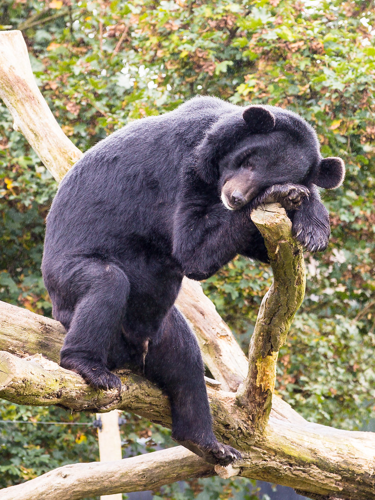 Bear Steals 36 Beers From Campers, Gets Drunk & Passes Out Until