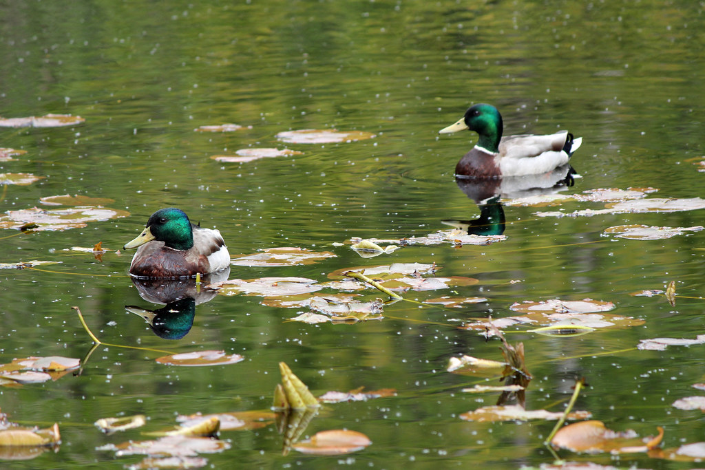 Peaceful Mallard Pond Kirk & Barb Nelson Flickr