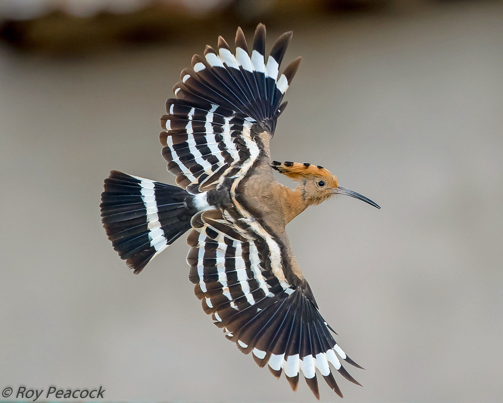 Hoopoe. Species Upupa epops. Location Canary Islands, Sp… Flickr