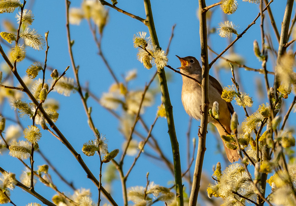 Nightingale. Very early start to see if we could find this… Flickr