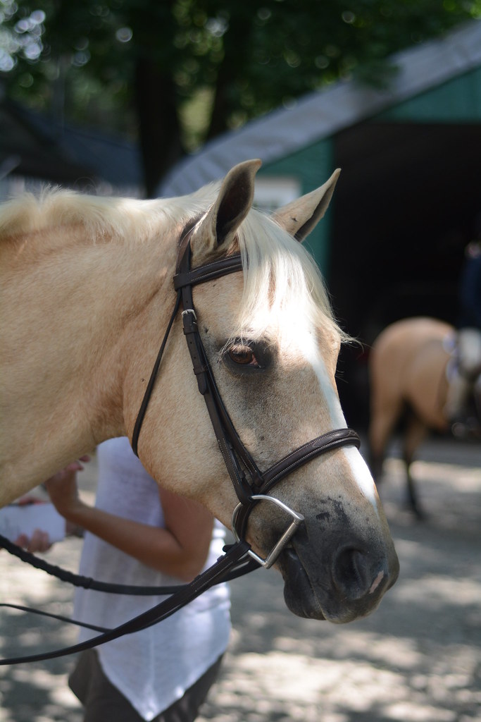 DSC_0194 Dapper Dan Farm Horse Show Rhode Island 0717201… Appy