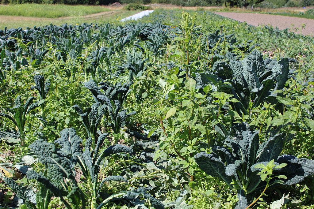 Sauvie Island Organics SAUVIE ISLAND, Ore. Operating an … Flickr