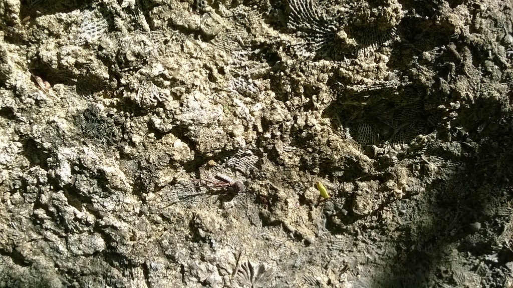 Stop9 Geo Fieldtrip Abandoned Quarry East of Hulbert OK Flickr