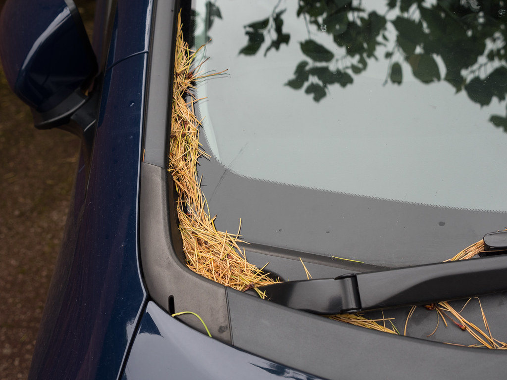 Pine needles on the car, 30th May 2018 Flickr