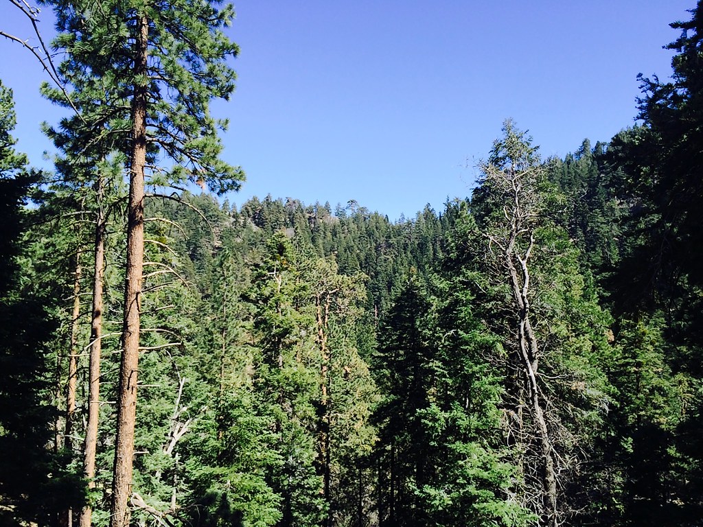 On Tehachapi Mountain Christine Warner Flickr