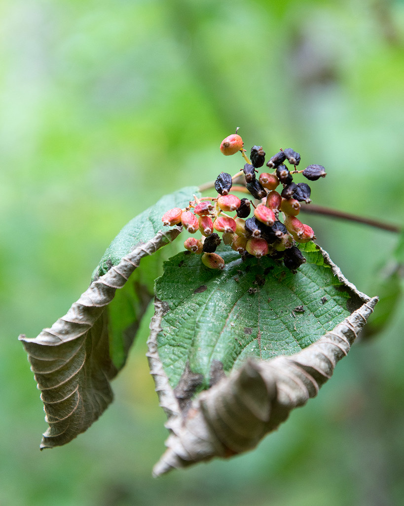 Virburnum alnifolium (Hobblebush Viburnum) Virburnum alnif… Flickr