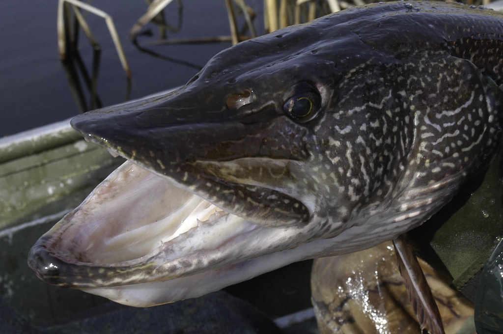 Northern Pike Teeth