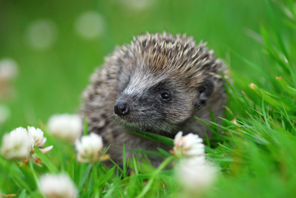Hedgehog Hedgehog juv. in the Highlands of Scotland Gavin MacRae