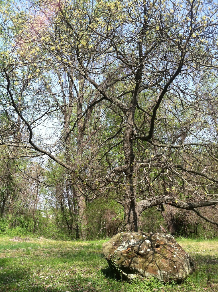 Albert's Organics April 2016 SJLWT Photo Flickr