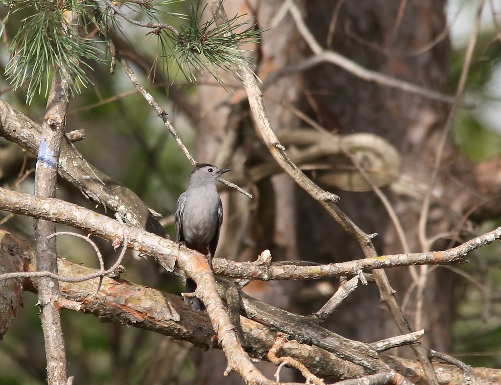 Gray Catbird Brookford Farm, Canterbury, NH Ann & Brad Taylor Flickr
