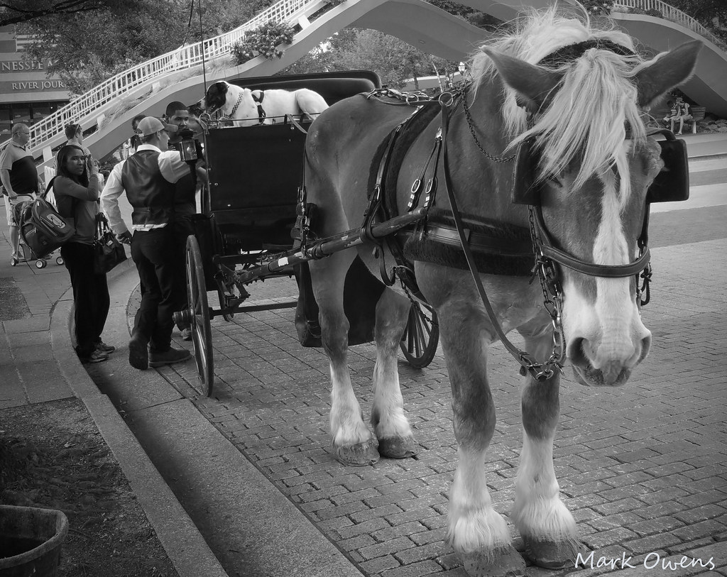 Horse Drawn Carriage Tours of Historic Downtown Chattanoog… Flickr