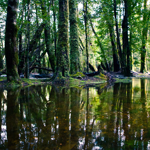 Pine Valley Track, Lake St Clair National Park Tastrails.c… Flickr