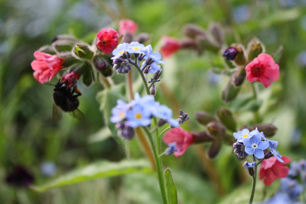 April flowers KateR Flickr