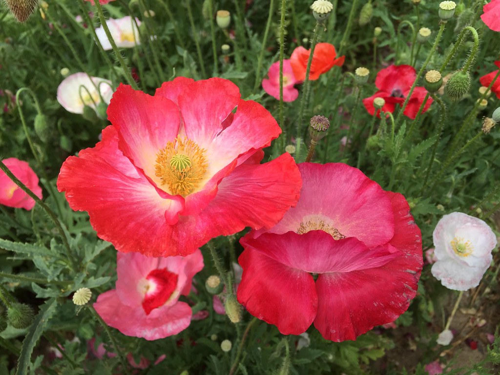 Poppies up close in Oregon Kathryn Thomsen Flickr