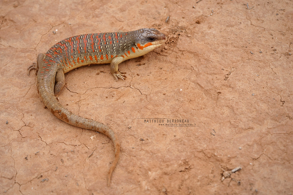 Eumeces algeriensis Algerian OrangeTailed Skink www
