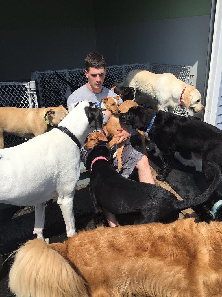 IMG_4450 Paw Play Dog Daycare Flickr