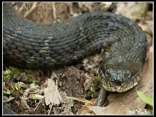 Northern Water Snake Morris County, New Jersey Decent size… Flickr