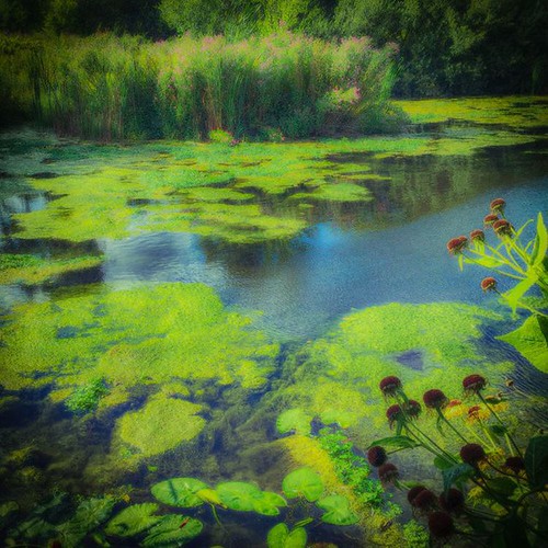 Van Morrison In the garden No Guru, no method, no teache… Flickr