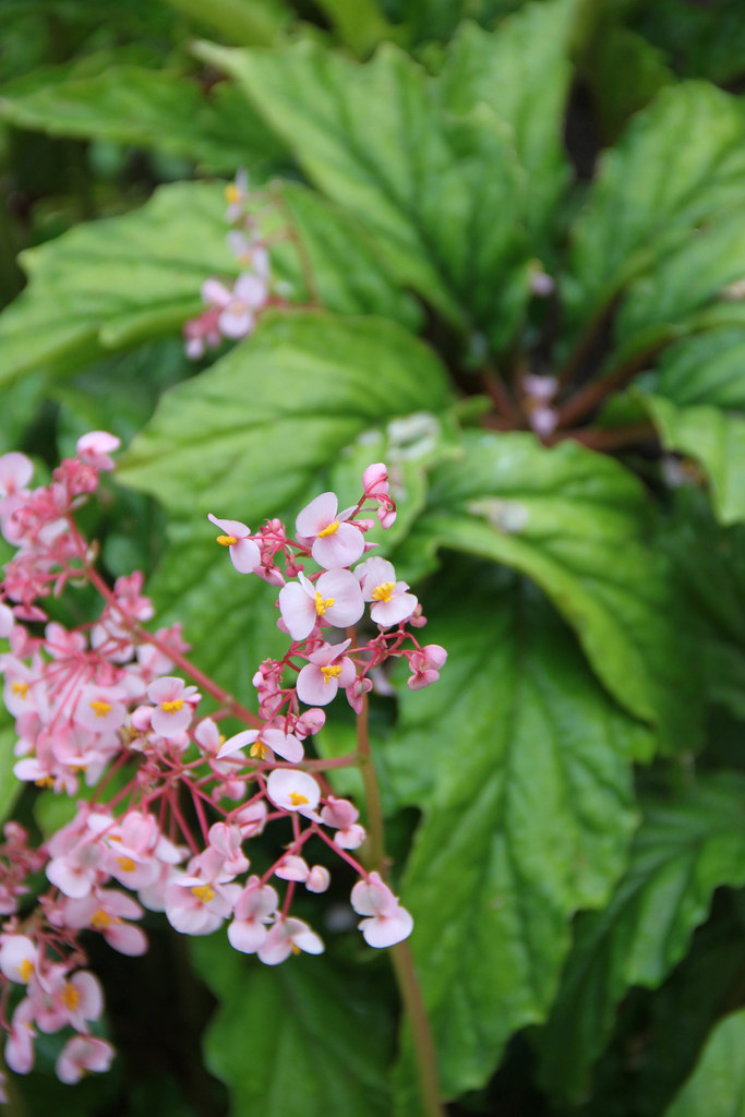 Begonia carolineifolia Pictured at the Royal Botanic Garde… Flickr