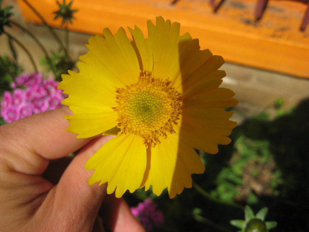 Coreopsis Another alley flower from Washington, DC, May 20… Flickr