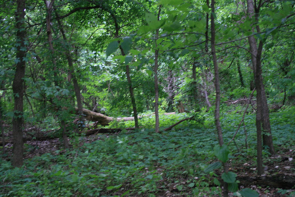 IMG_7591 Woods in Mill Creek Park, Kansas City, Kansas Angela