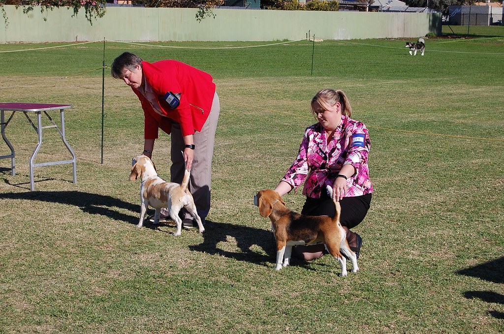 DSC_0116 Beagle Club of S.A. Inc. Flickr