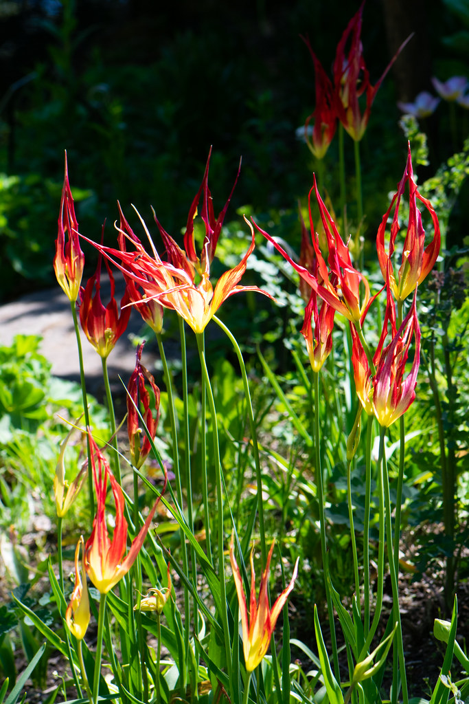 Flaming flowers Van Deusen Gardens, Vancouver, BC, Canada Thomas