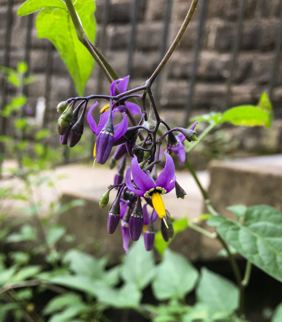 Bittersweet Nightshade "Solanum dulcamara" Solanaceae (Nig… Flickr