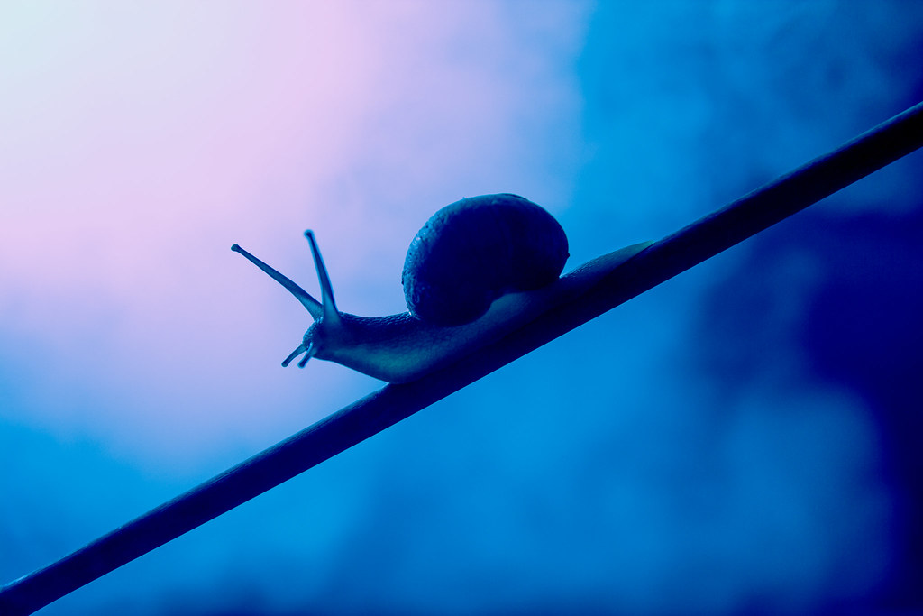 Snails Pace. 148/365 Saw an article from 500px today about… Flickr