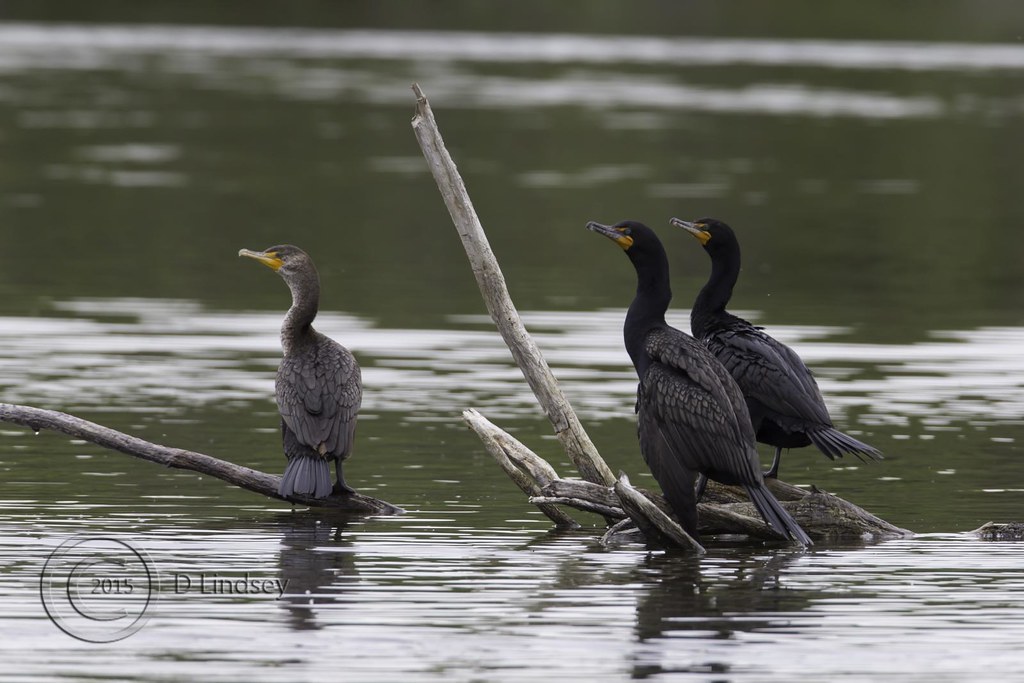 Cormorant Jamestown North Dakota. June 2015 David Lindsey Flickr