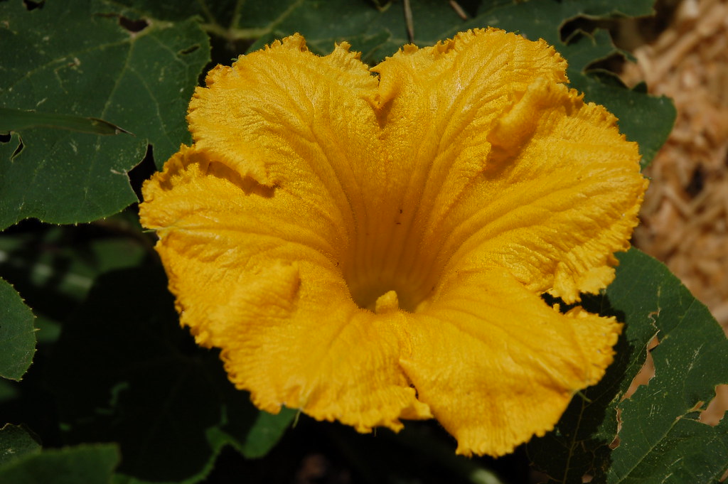 male squash flower starchak Flickr